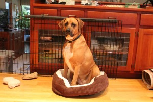 Ellie claiming the new puppy's bed.