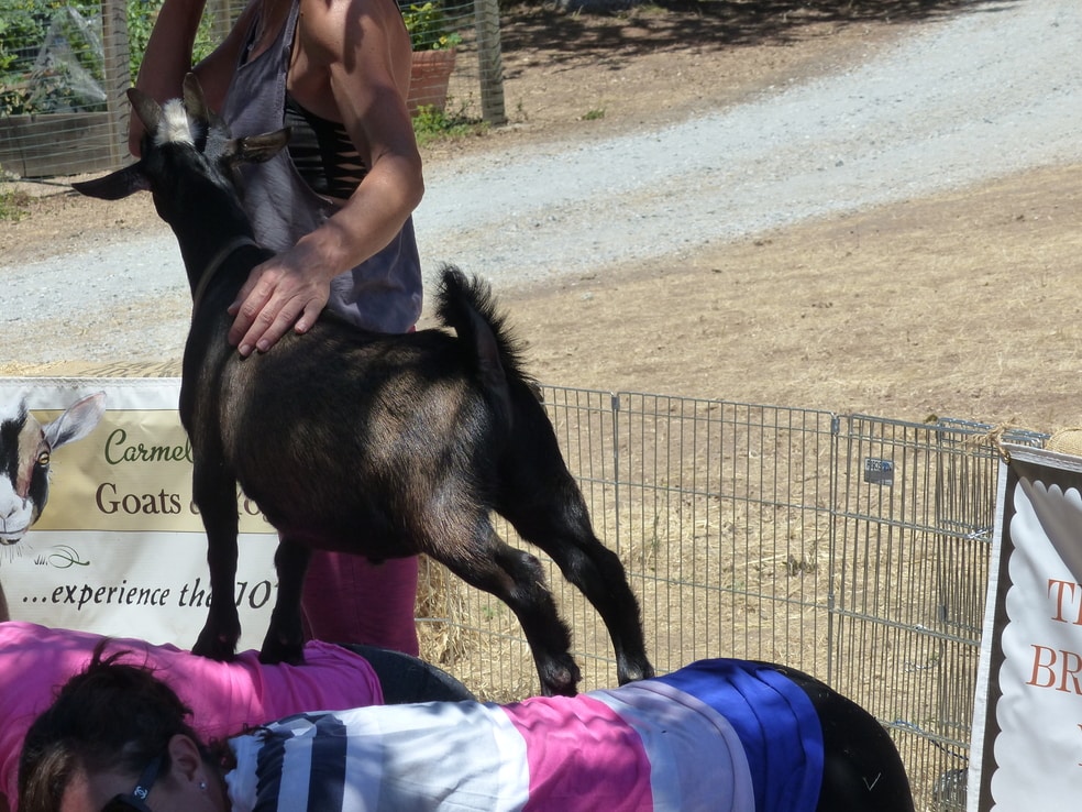 Goat yoga will be in my next book in my cozy mystery series along with a cattle dog that is a seizure alert dog. 
