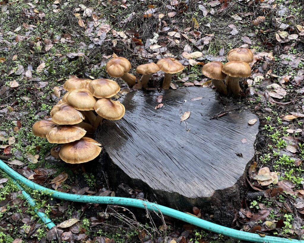 Janet's mushrooms